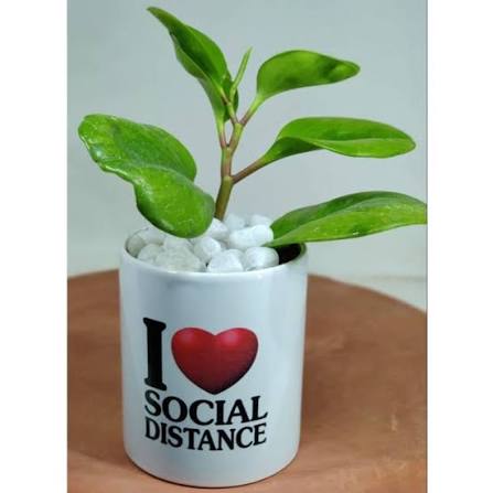 Planter 11oz